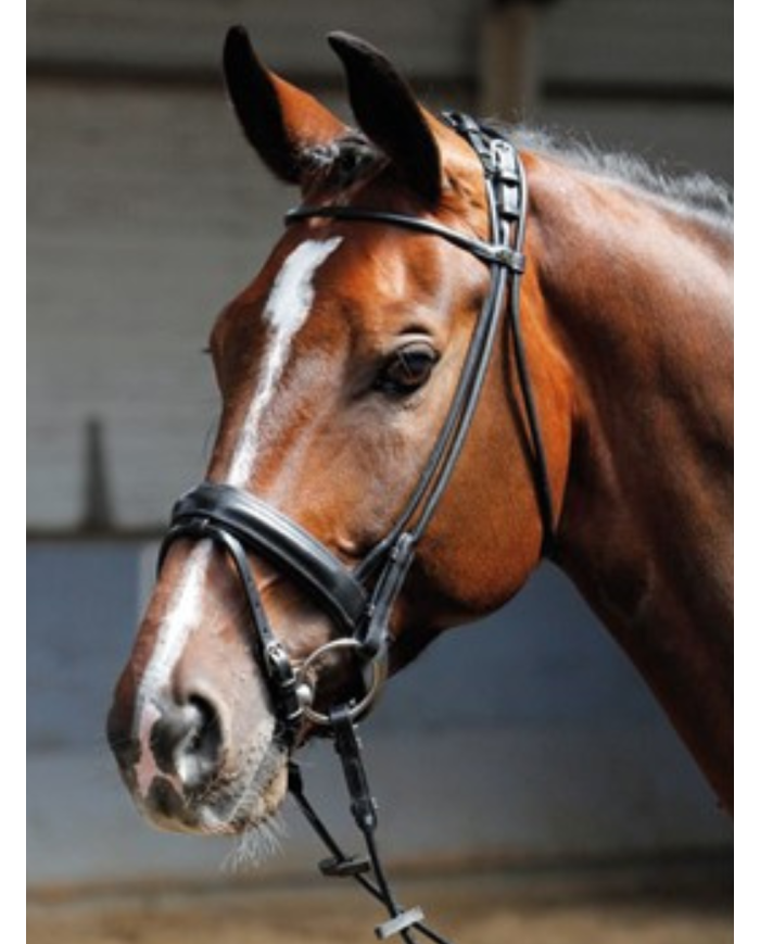 Bridon en cuir rond pas cher, marron et noir