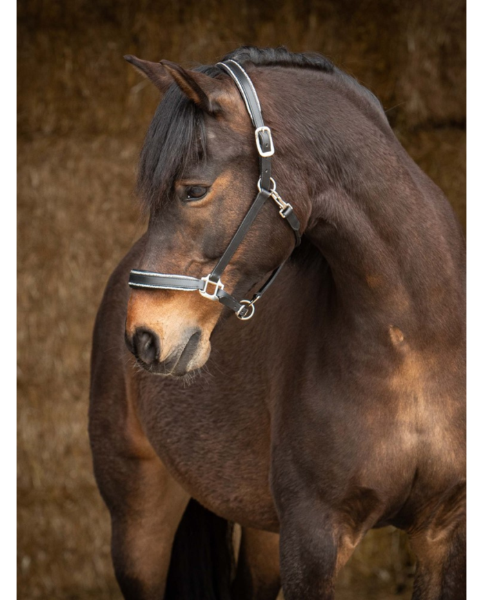 Licol en cuir Sparkle