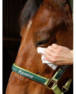 EASY SHINE lingettes nettoyantes RAVENE