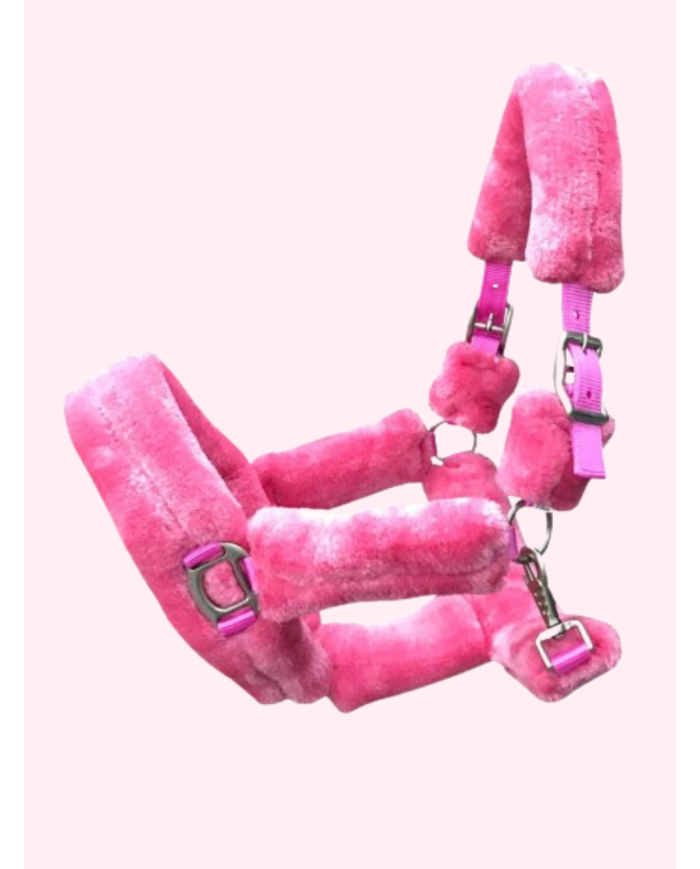 Licol Teddy