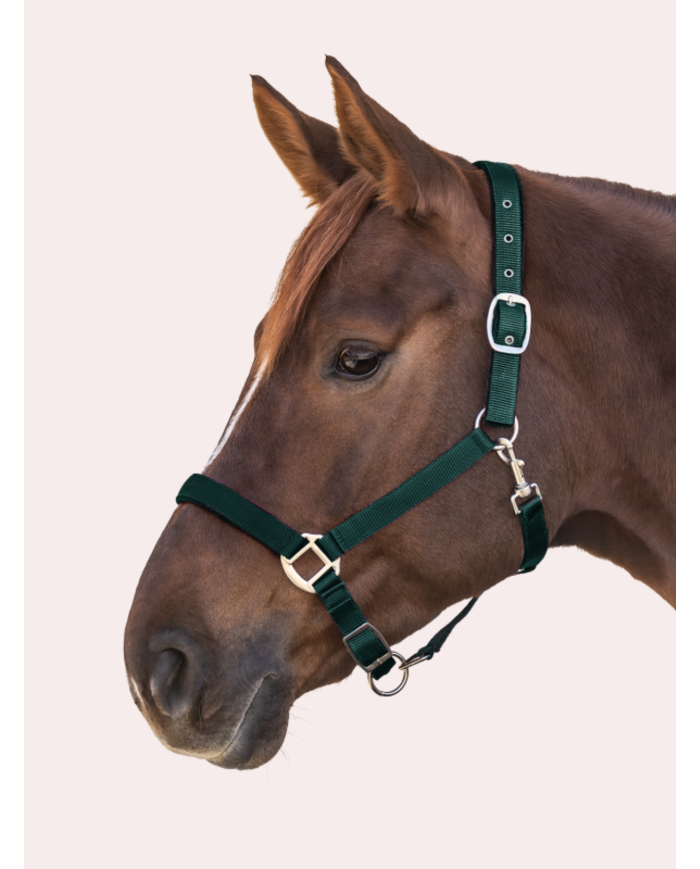 Licol poney/cheval réglable