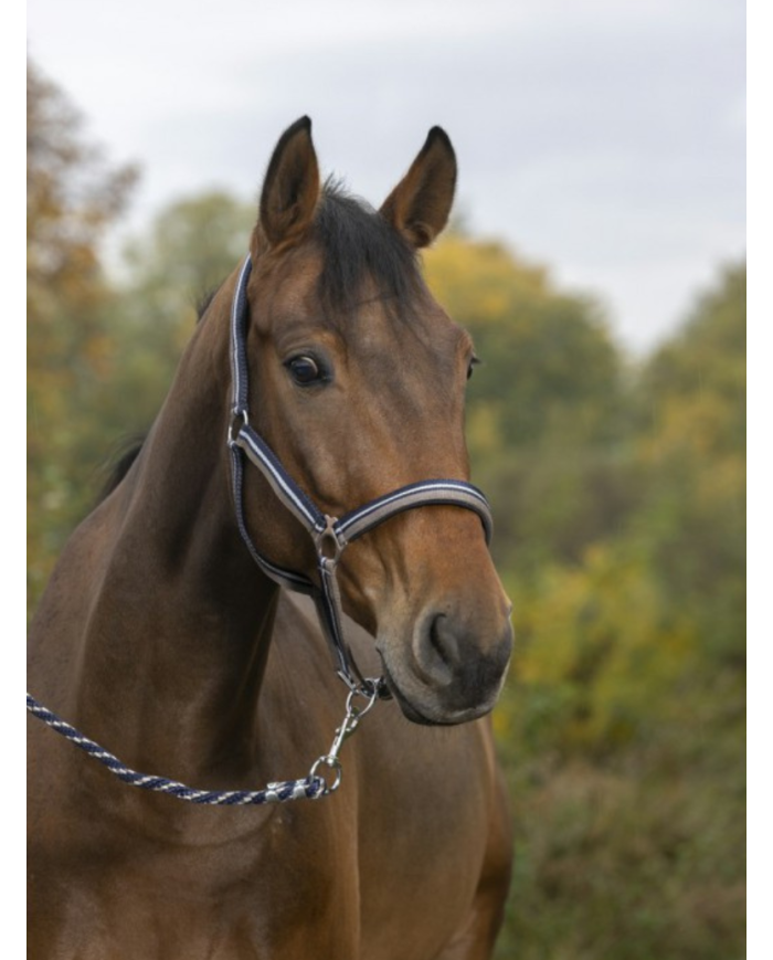 NORTON - Licol + longe  brillant