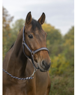 NORTON - Licol + longe  brillant