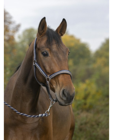 NORTON - Licol + longe brillant