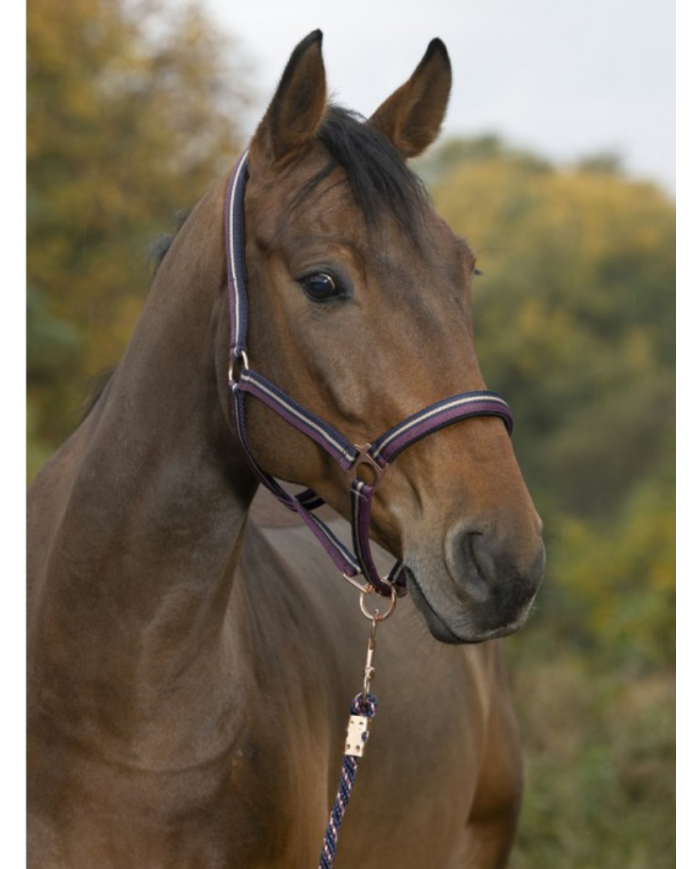 NORTON - Licol + longe  brillant