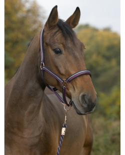 NORTON - Licol + longe  brillant