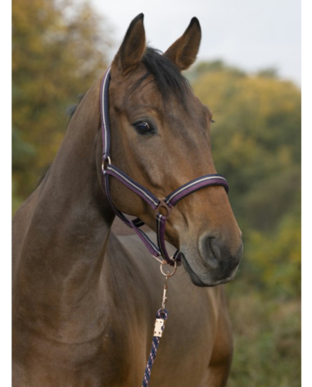 NORTON - Licol + longe brillant