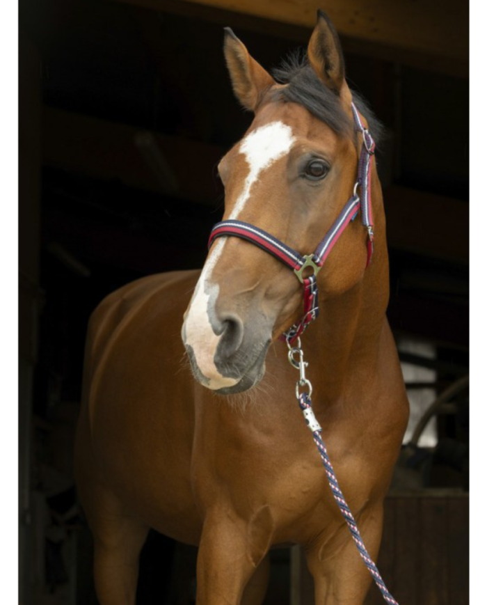 Licol Norton brillan + longe