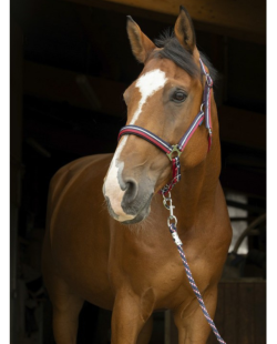 Licol Norton brillan + longe