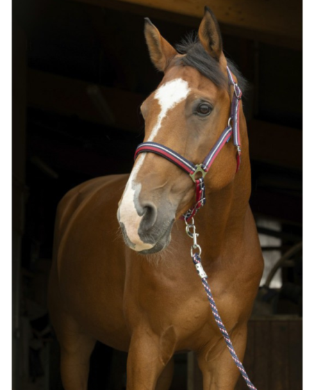 Licol Norton brillan + longe