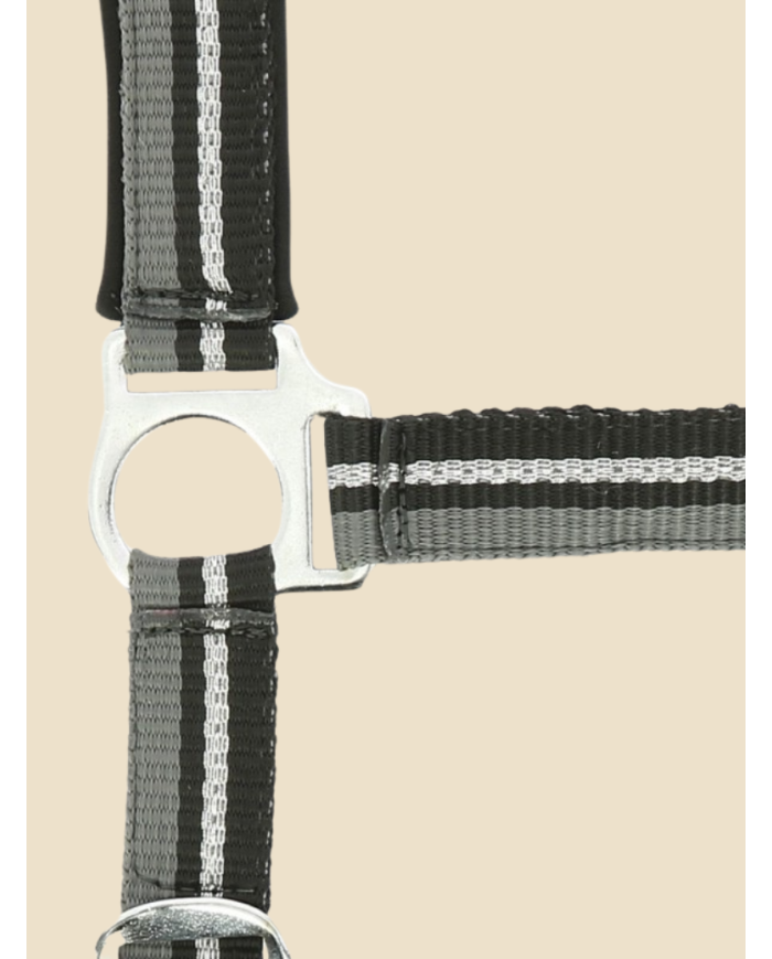 NORTON - Licol + longe  brillant