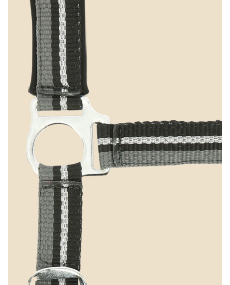 NORTON - Licol + longe brillant