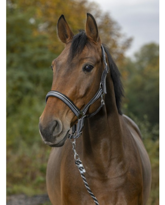 NORTON - Licol + longe  brillant