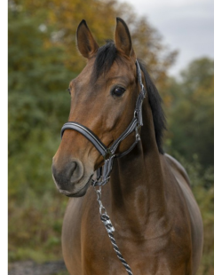 NORTON - Licol + longe  brillant