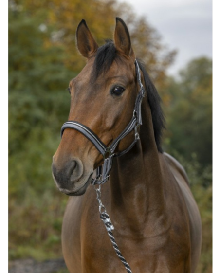 NORTON - Licol + longe brillant