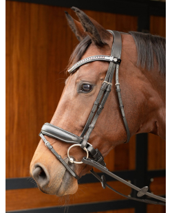 HARRY'S HORSE - Bridon Allegro