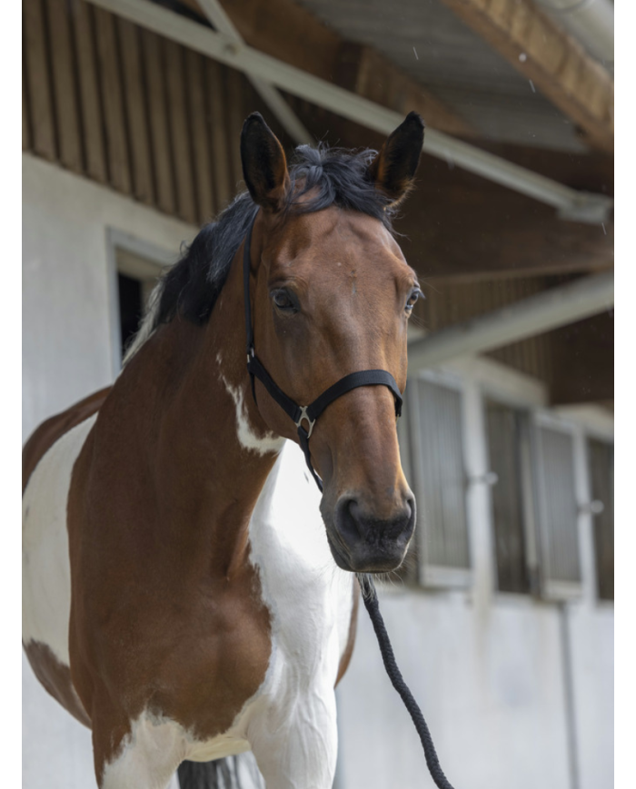 RIDING WORLD - Licol + longe noir
