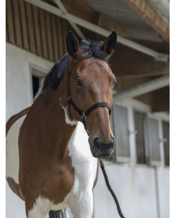 RIDING WORLD - Licol + longe noir