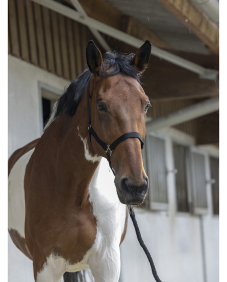 RIDING WORLD - Licol + longe noir
