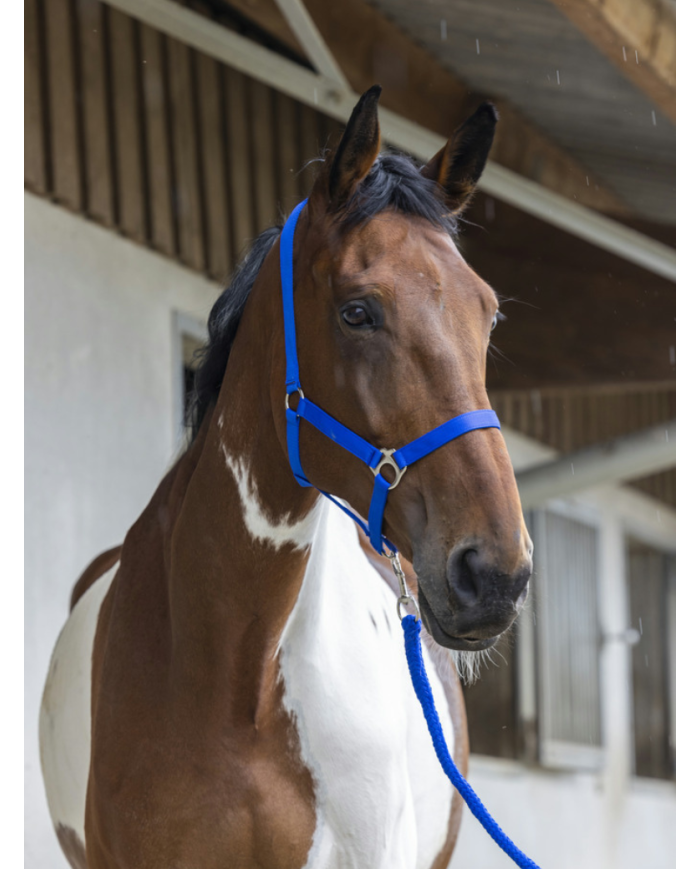 RIDING WORLD - Licol + longe bleu