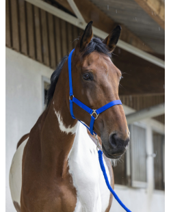 RIDING WORLD - Licol + longe bleu