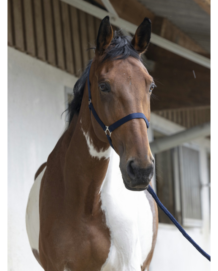 RIDING WORLD - Licol + longe marine