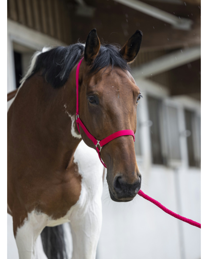 RIDING WORLD - Licol + longe rose