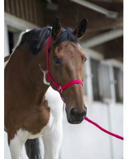 RIDING WORLD - Licol + longe rose