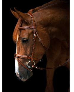 UTZON - Bridon Grand Prix