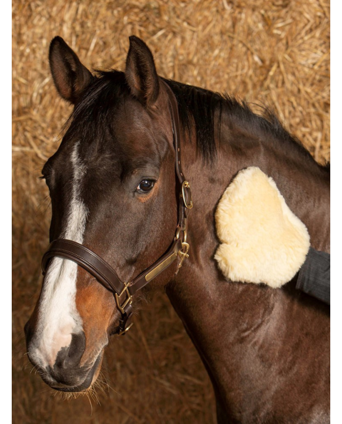 HARRY'S HORSE : Gant Merino