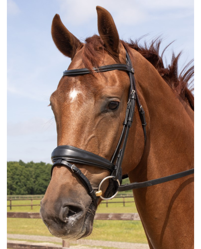 HARRY'S HORSE - Bridon Elegance