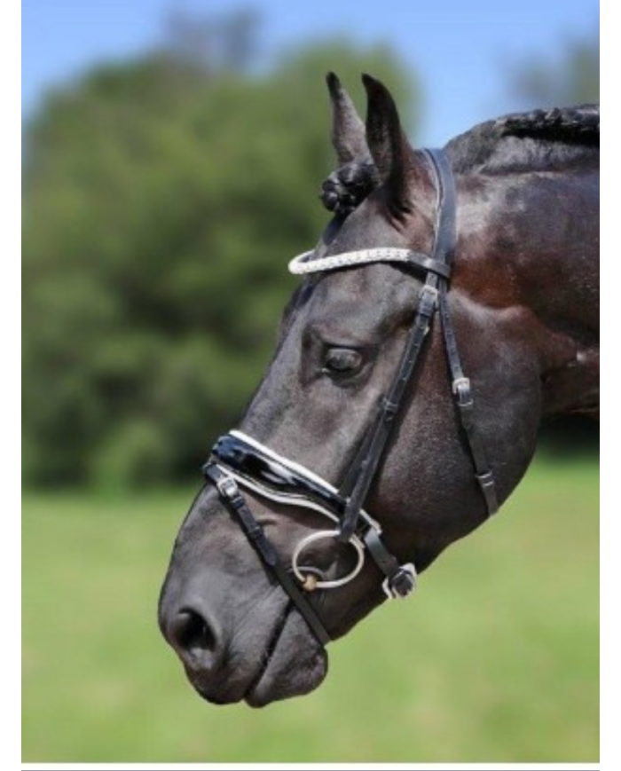 HB - Bridon Glamerdale