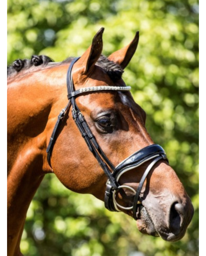 HB - Bridon Glamerdale