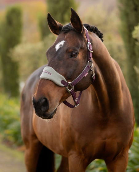 LEMIEUX - Licol et Longe Vogue Cranberry