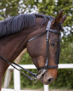 MARJOMAN - Bridon Vaquero Jerezana