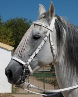 MARJOMAN - Bridon Vaquero Jerezana