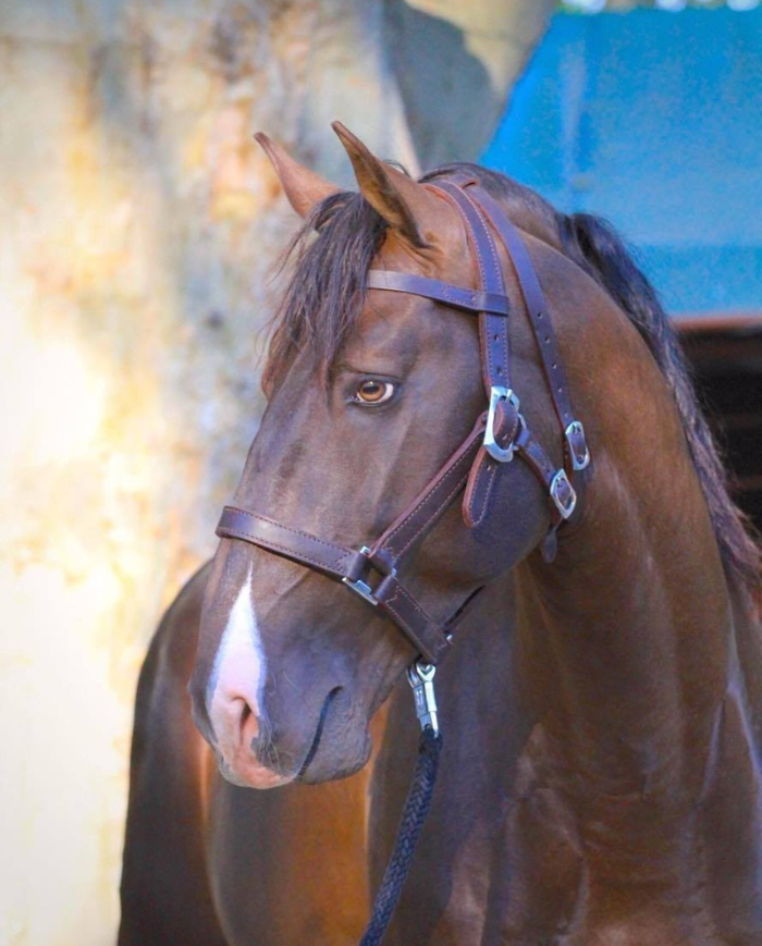 Licol Portugais traditionnel artisanal