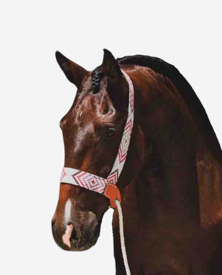 Licol de présentation portugais à motifs