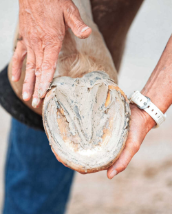 RAVENE - Argile pour sabot Pediplast