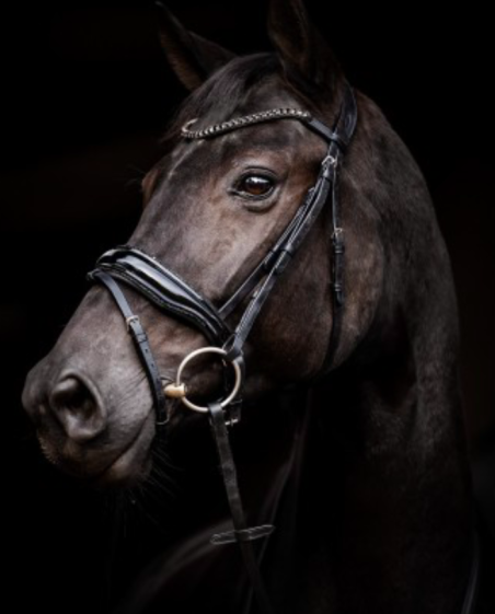 SELLERIE RIOJA - Bridon Evalira noir HB