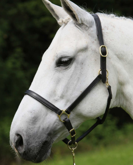 WALDHAUSEN - Licol en cuir Robust