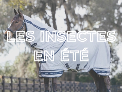LES INSECTES EN ÉTÉ