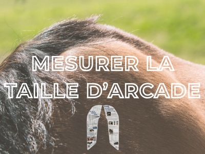 MESURER LA TAILLE D’ARCADE DE SON CHEVAL